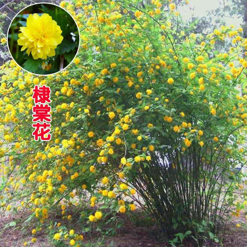 重瓣棣棠花苗盆栽耐荫爬藤攀缘花卉绿植物浓香多花耐寒