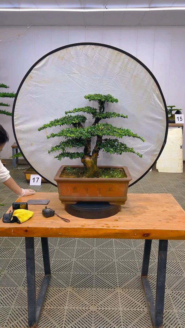 无花朵中**瓷一物一拍一物一拍