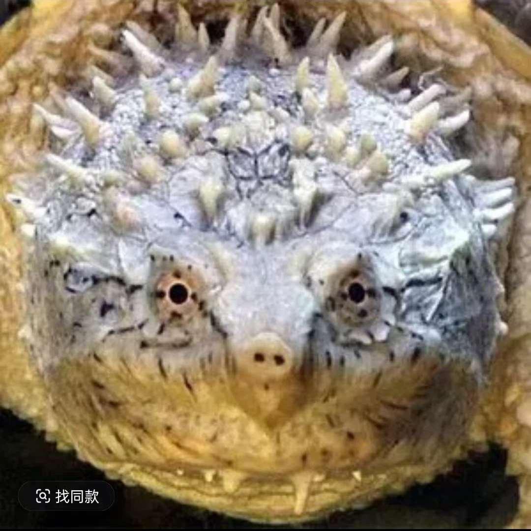 直播挑选爆刺龟佛鳄宠物龟凶猛龟