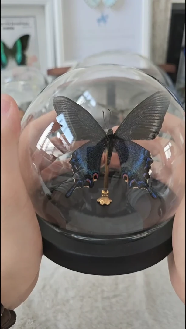 有机玻璃小绿带水晶球蝴蝶标本