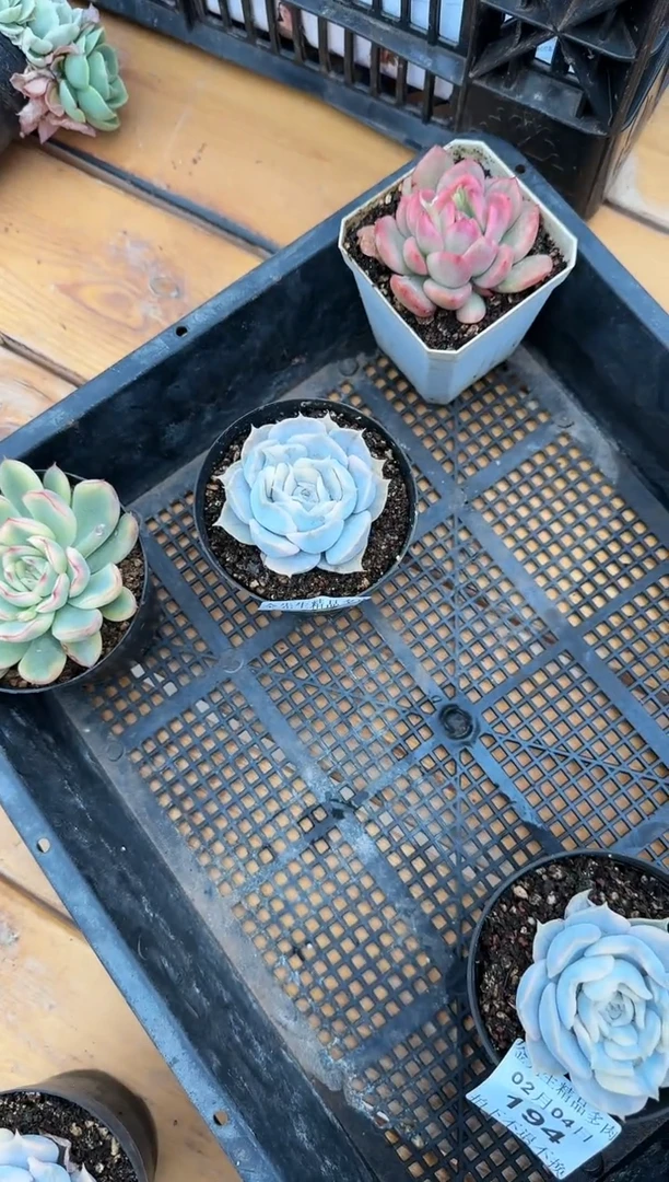 【闪购商品】0204-193丽娜莲锦