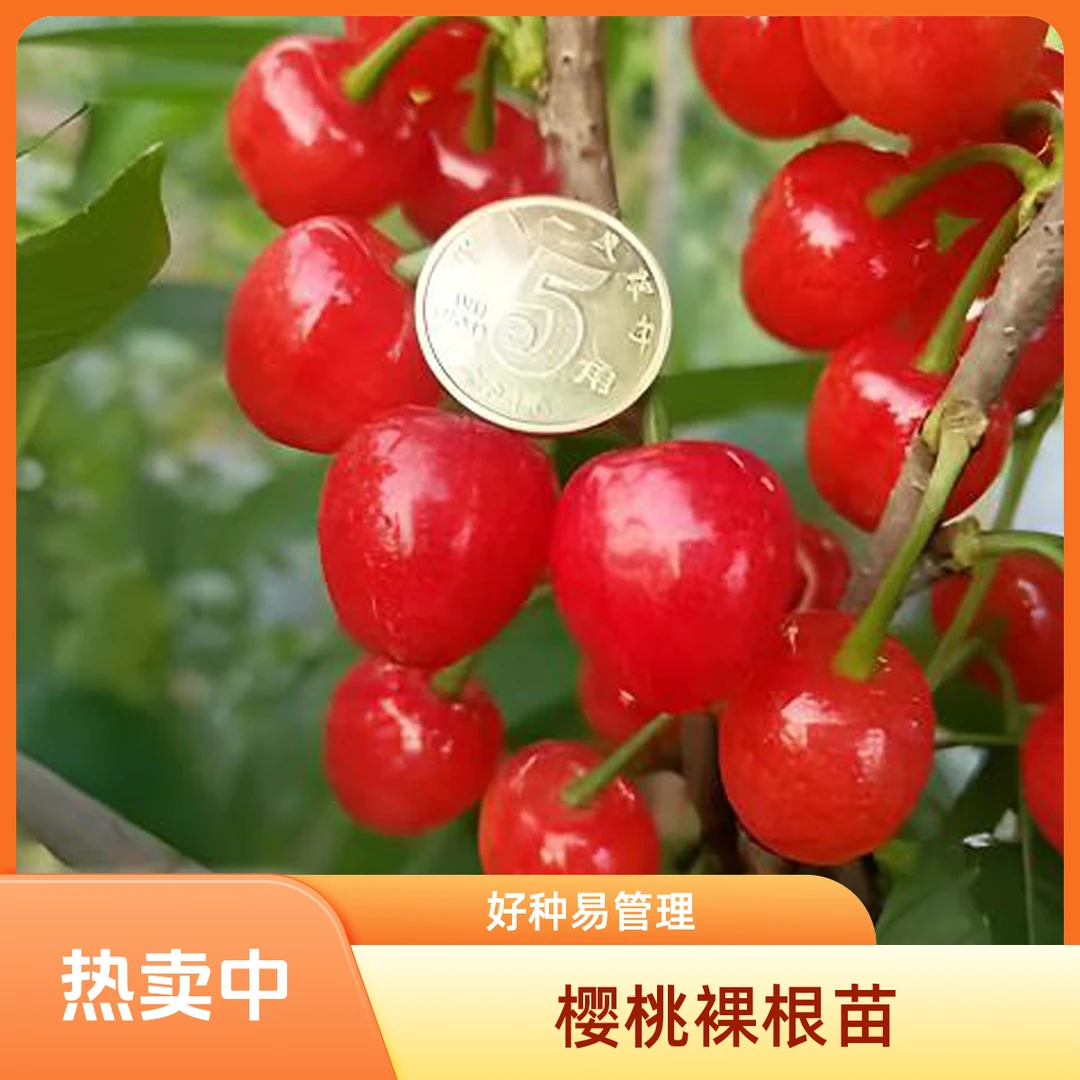 【红妃玛瑙樱桃裸根苗】优系嫁接苗.可盆栽.地栽.自花授粉.口感鲜美