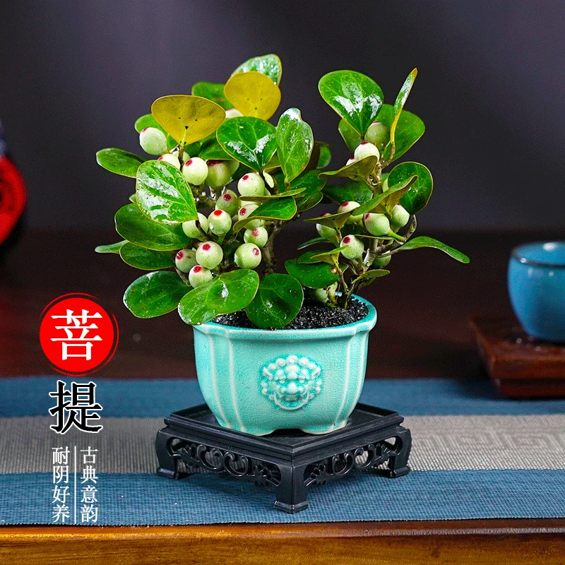小盼菩提树带果盆景植物四季常青室内盆栽禅意摆件办公室客厅桌面