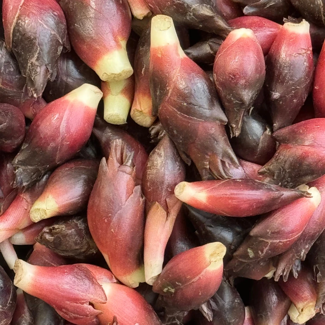 云上王畈农家新鲜现摘野生洋荷姜可腌制泡菜的特色蔬菜