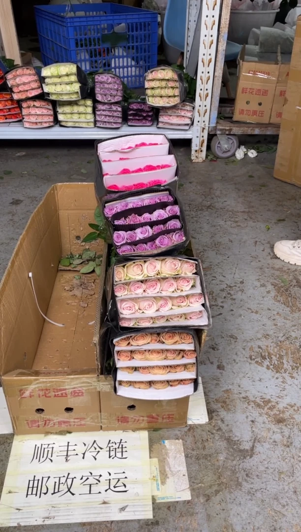 粉雪山20枝+卡布20枝+紫霞20枝+佛洛依德20枝