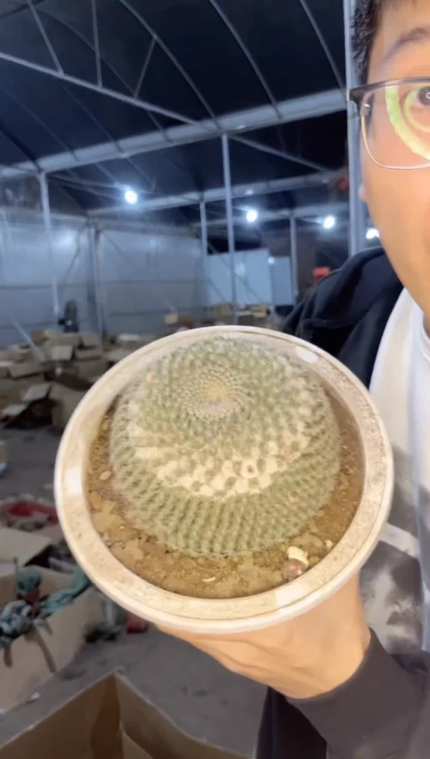 大单头 玉翁【实生根】7-10cm