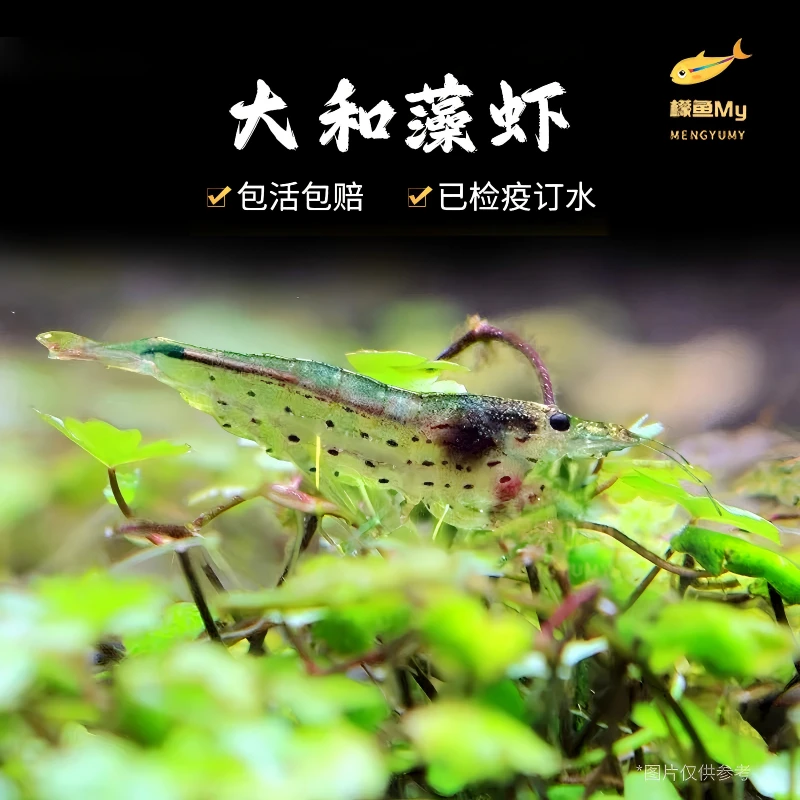 大和藻虾活体除丝藻中大号除藻工具虾大河藻虾清洁观赏虾