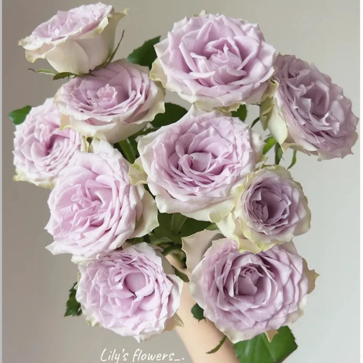 小花 海洋之谜玫瑰 20（其中5枝不赔付）介意勿拍+营养剂