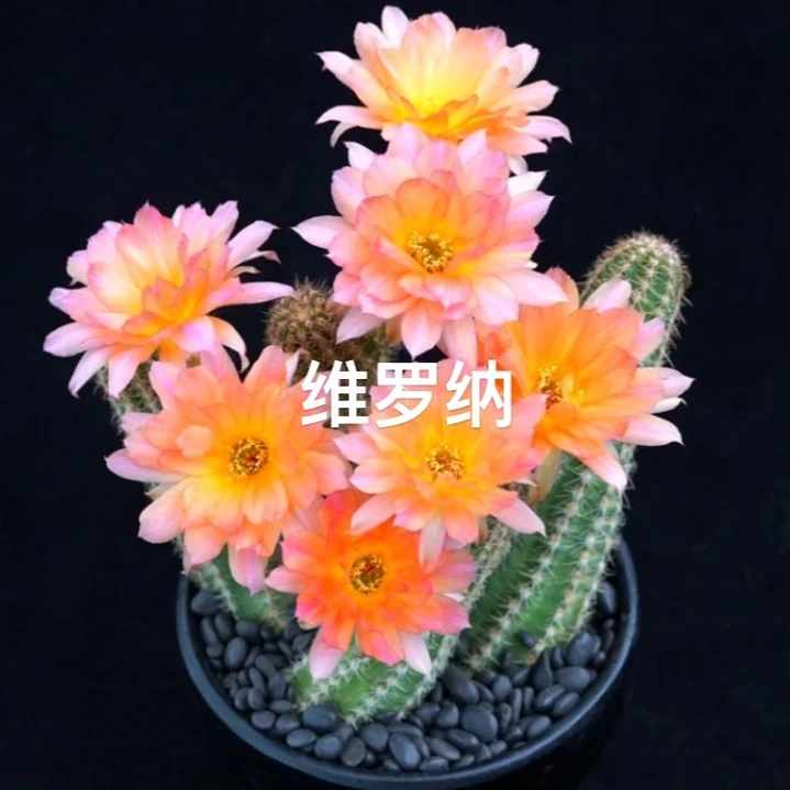 二妹园艺（3棵维罗纳白檀 自根）好花色仙人球满18包邮随机发