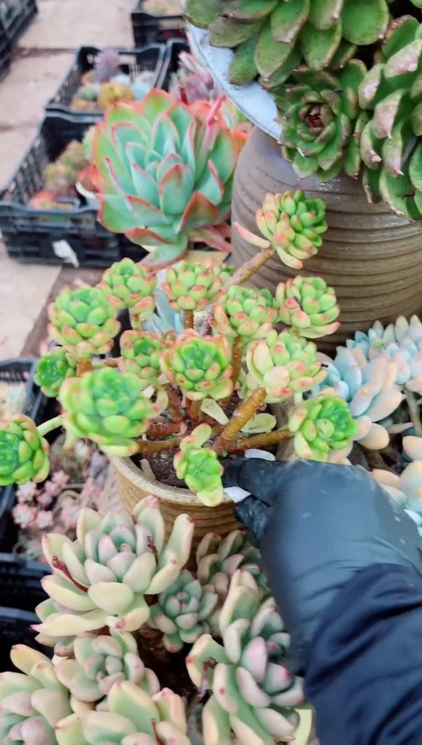 无*10052多肉植物一物一拍