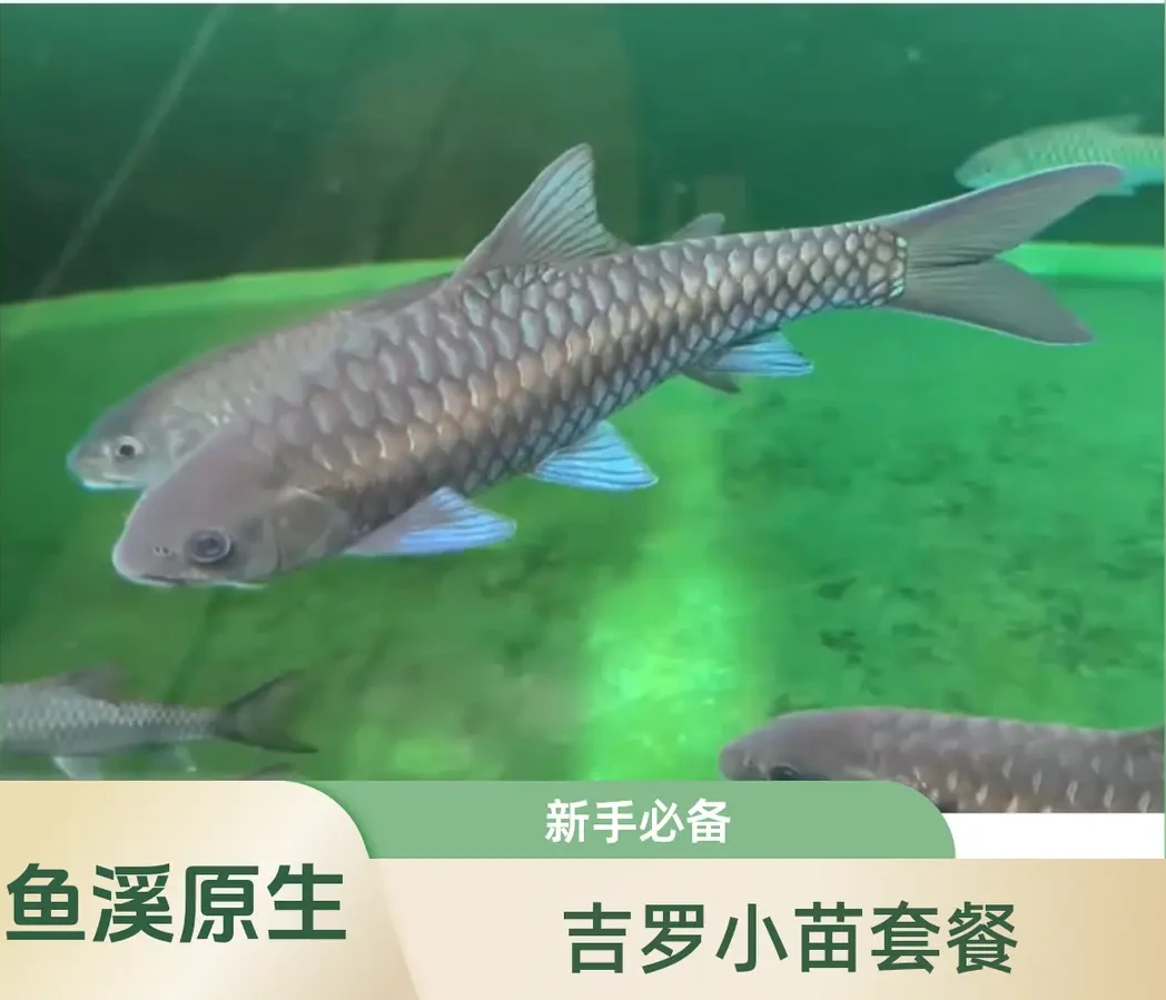 吉罗批发鱼苗有需要的可拍此单补运费蓝吉罗批发鱼苗蓝吉罗观赏鱼