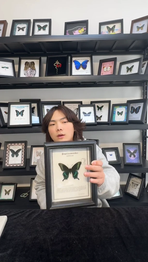 玻璃真实蝴蝶标本