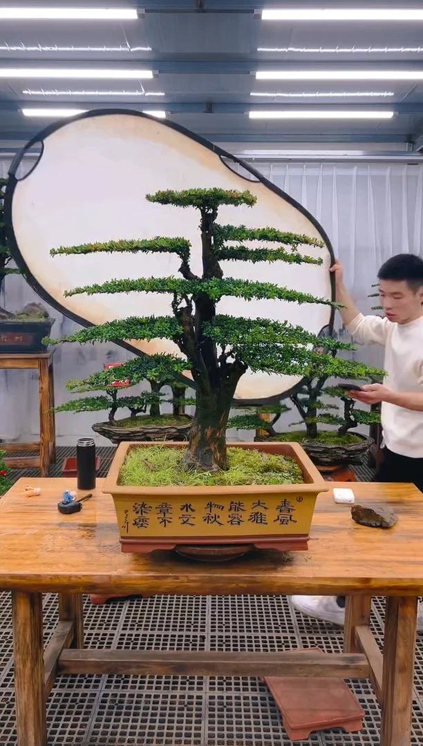 【闪购商品】紫砂精品盆景直播间一物一拍