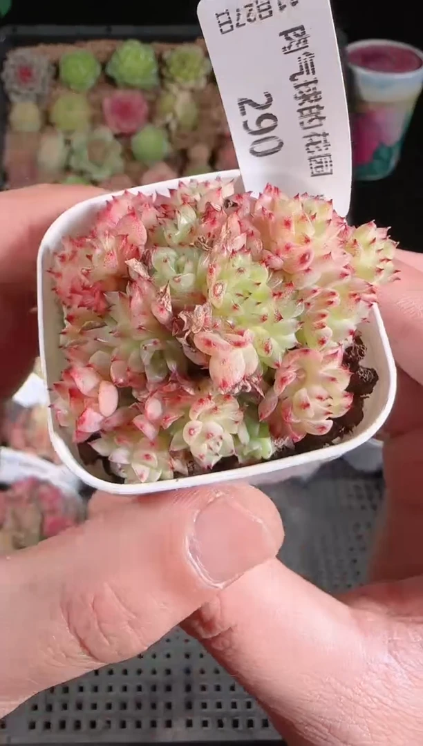 1127-290群生不包整