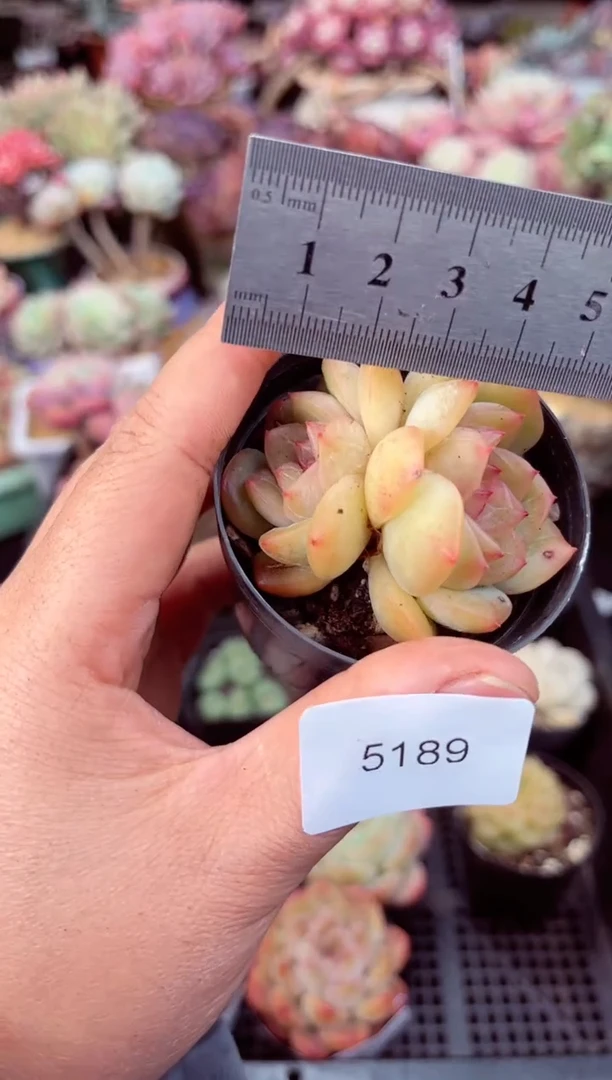 【闪购商品】5189双头多肉