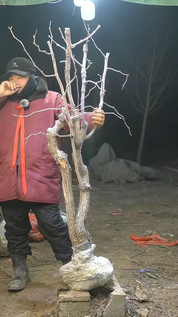 完全开放枣树878