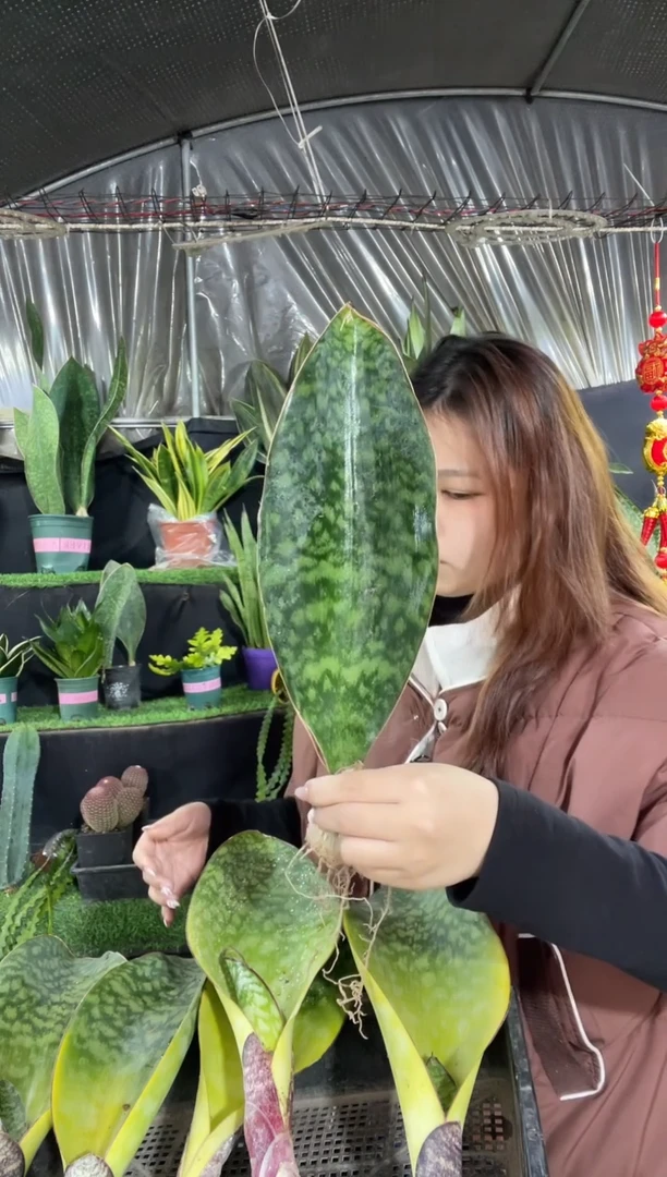 【闪购商品】翡翠宝镜裸根12.8