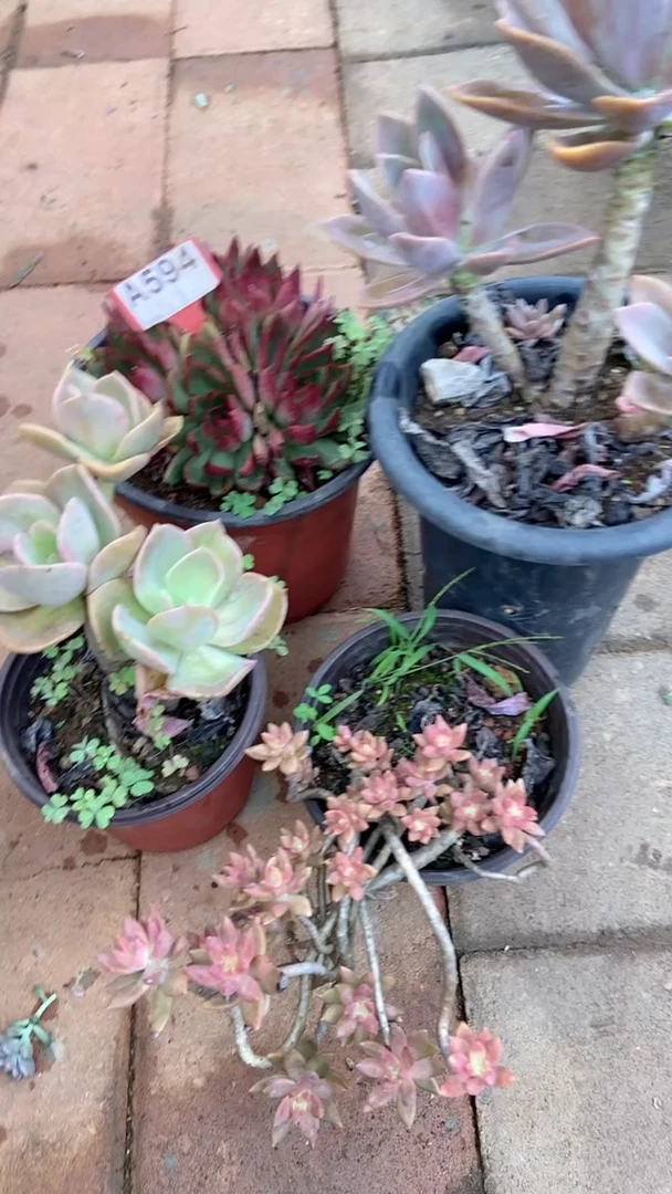 A594购清风花木兰多肉组合脱土发货