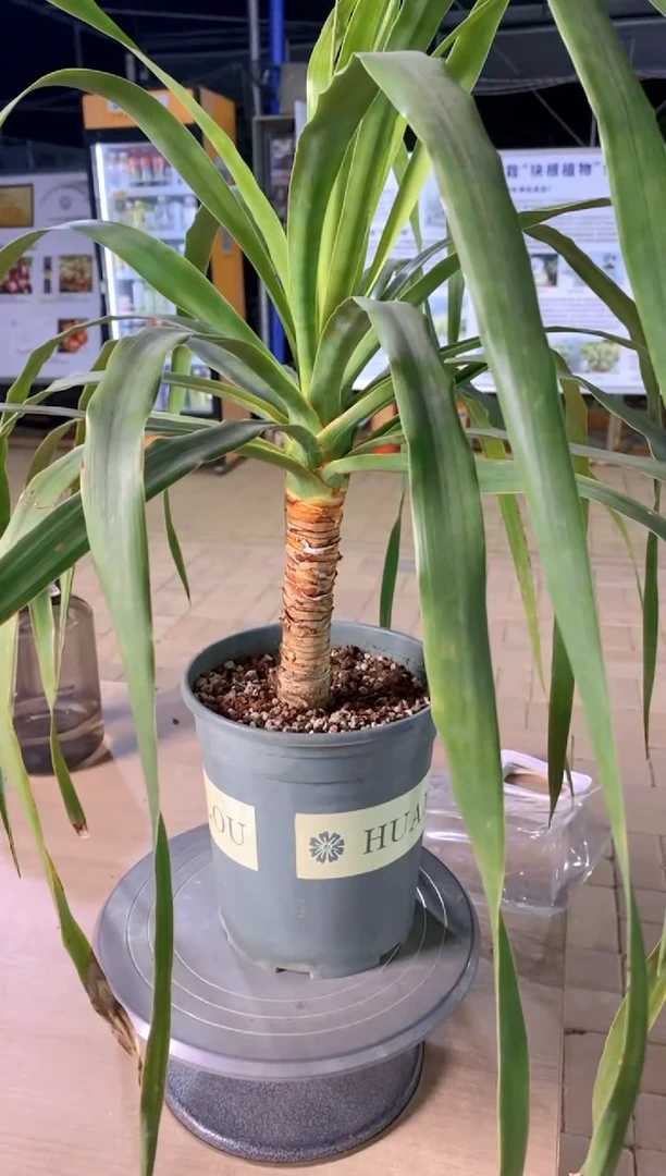 加纳利龙血树FA-3775