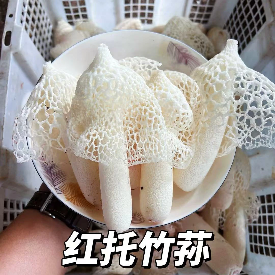 贵州特产红托竹荪鲜货 产地现采摘明日达 赵露思同款 秋冬必备红托竹荪