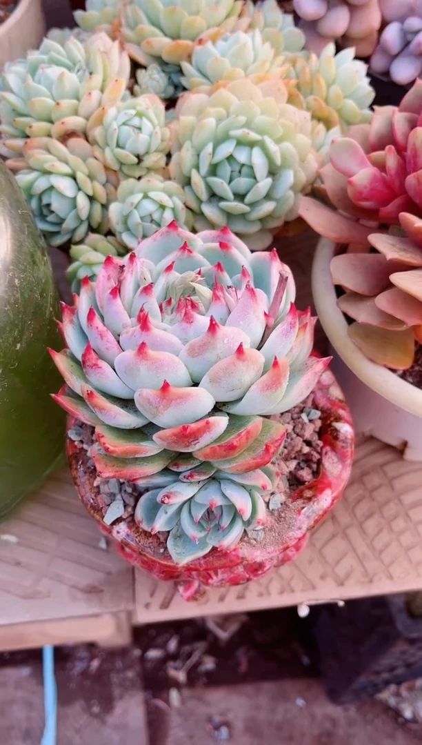 【闪购商品】15131