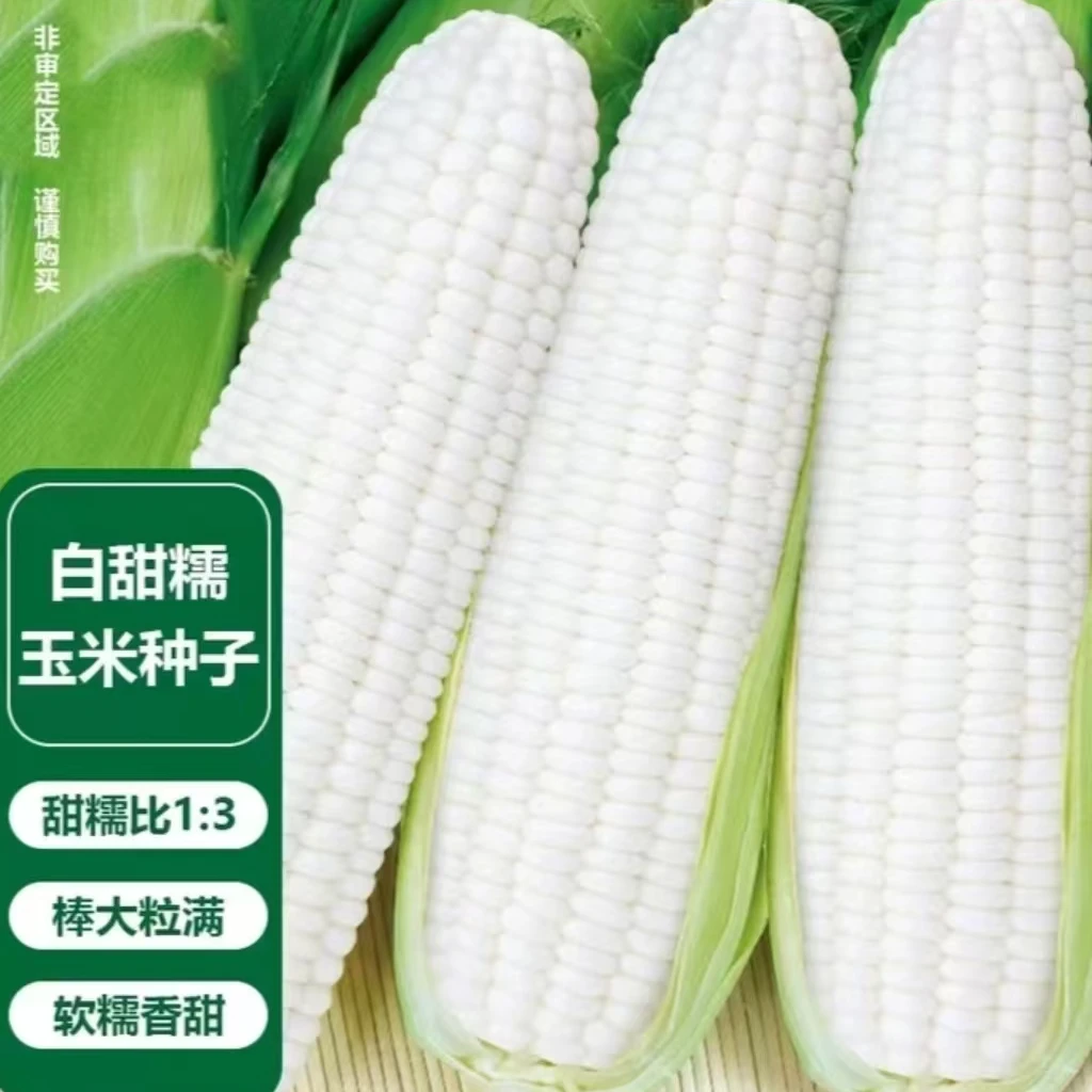 白甜糯玉米种子（厂家直销），可大面积种，阳台盆栽四季蔬菜玉米种子