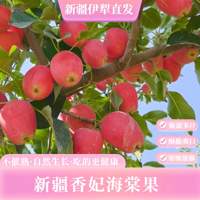 【坏果包赔】现摘现发新疆特产香妃海棠果皮薄无渣脆甜清香果香浓郁