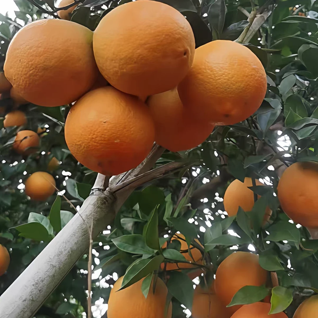 正宗赣南脐橙生态果果皮带着自然斑点与花斑