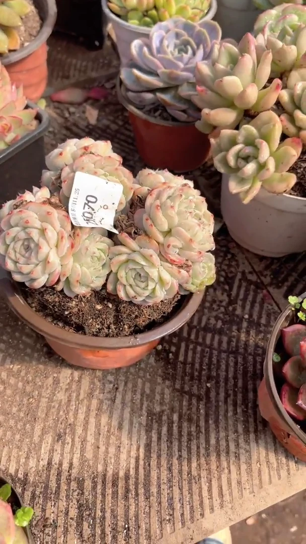 花***宿跃跃精品多肉25070