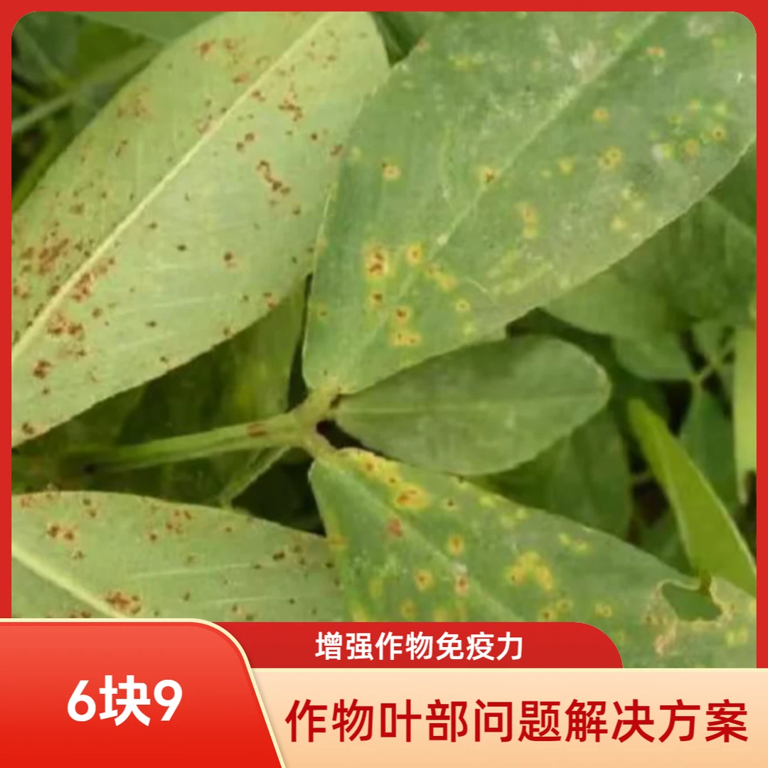 花生玉米后期防锈叶部叶面肥