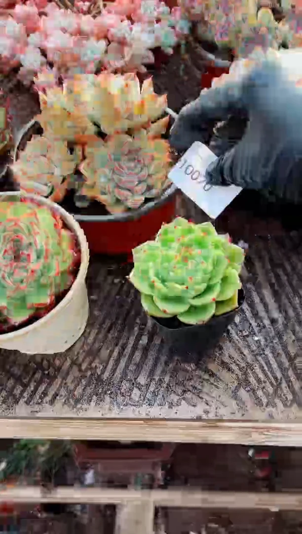 ღ****࿐?多肉植物一物一拍10070