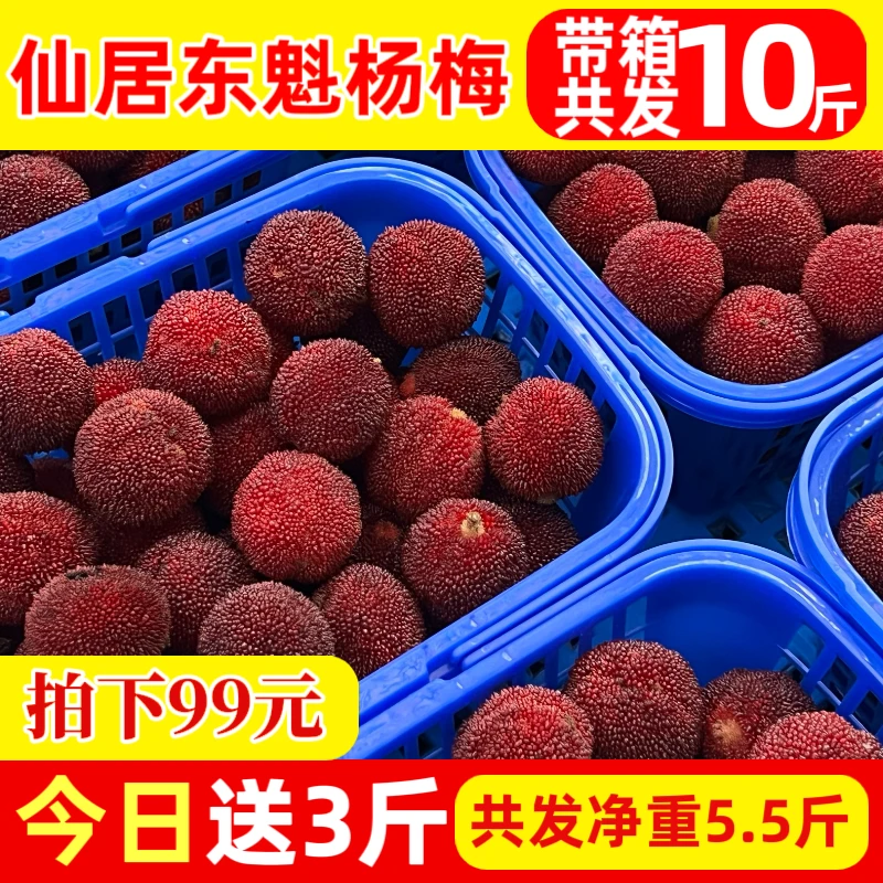 【买3斤送3斤】浙江仙居东魁杨梅特大果新鲜当季水果顺丰EMS空运