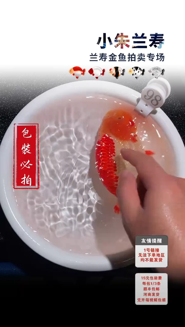 金鱼 包装必拍未拍顺丰到付98号