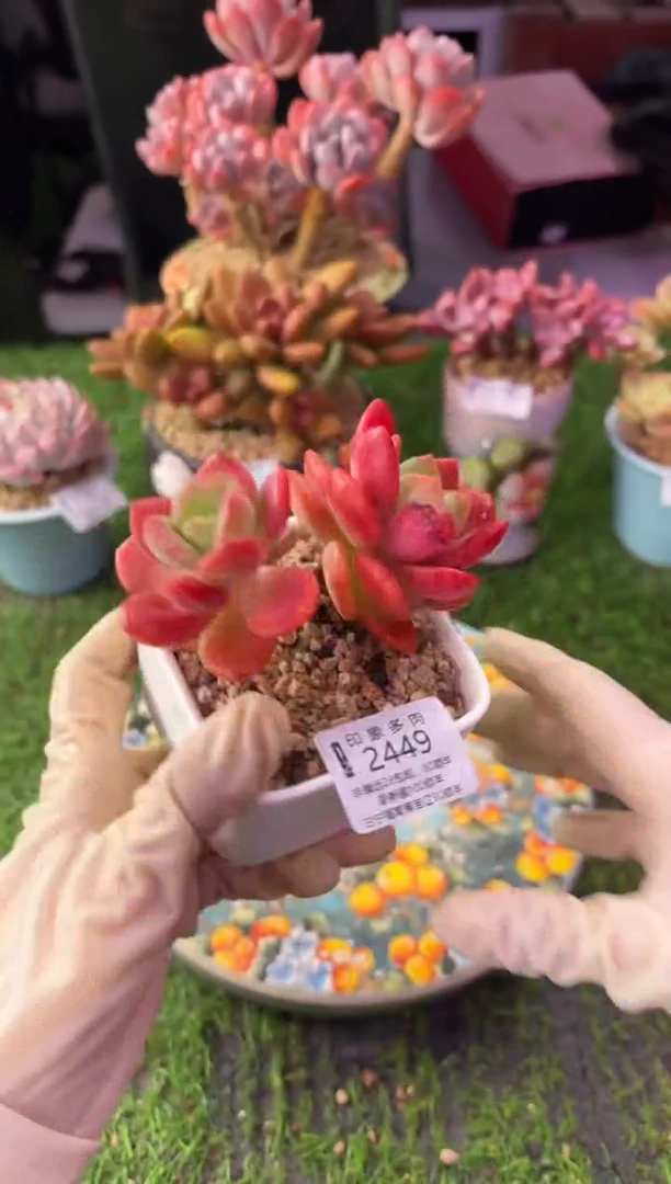 昆明印象多肉2449