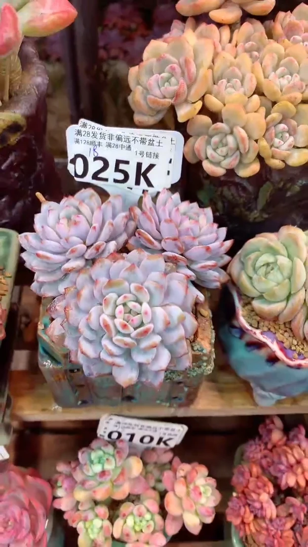 025K（一物一拍实付满28发货，默认不带盆土）