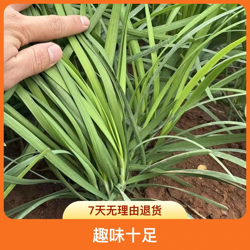 韭菜根现挖庭院阳台四季盆栽冬季根易种植宽细叶紫香