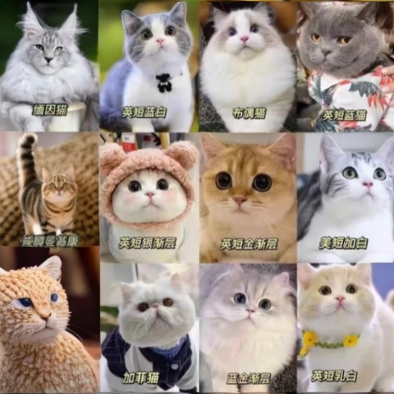 全品种猫全系列一对一挑【不满意全额退】