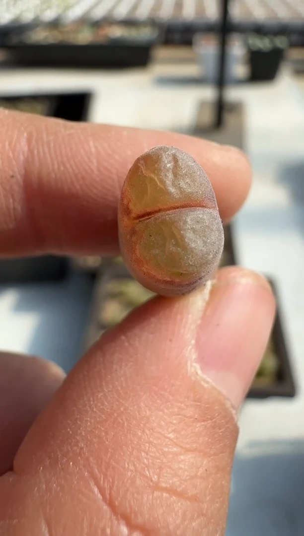 【闪购商品】8---11