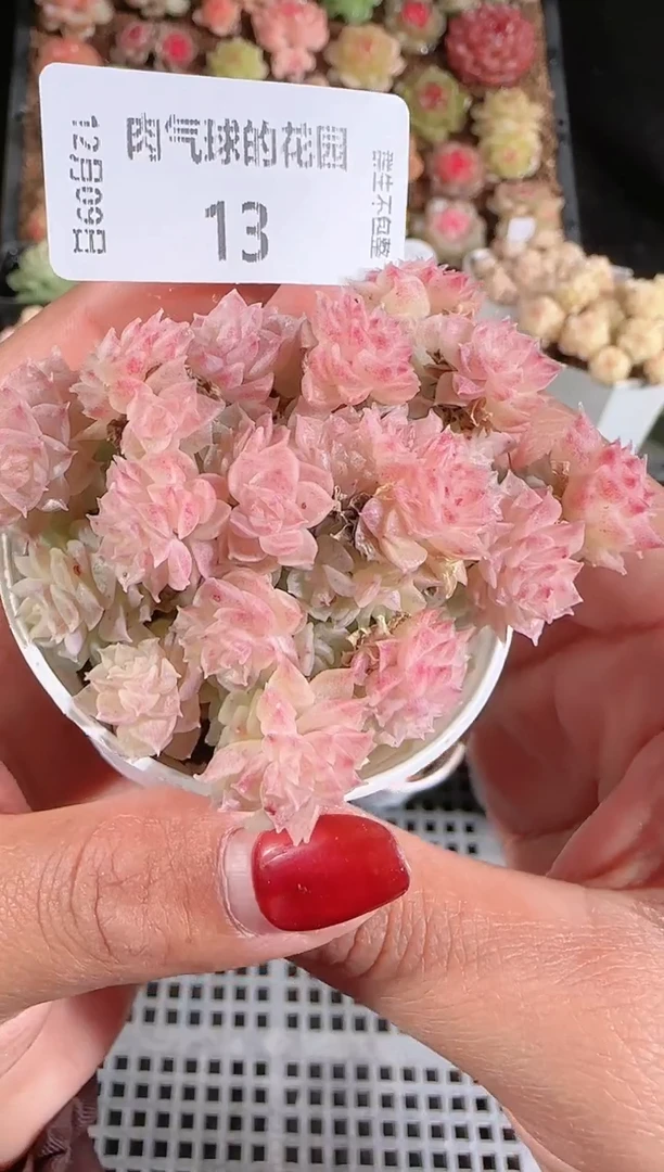 1209-13多肉群生不包整