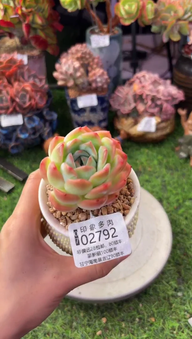 昆明印象多肉02792