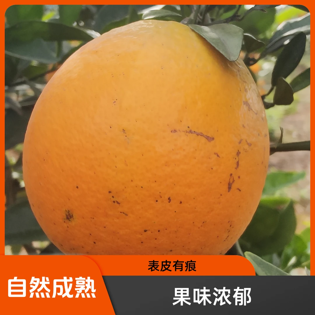 湖南桂阳农家本地浩塘脐橙香甜多汁