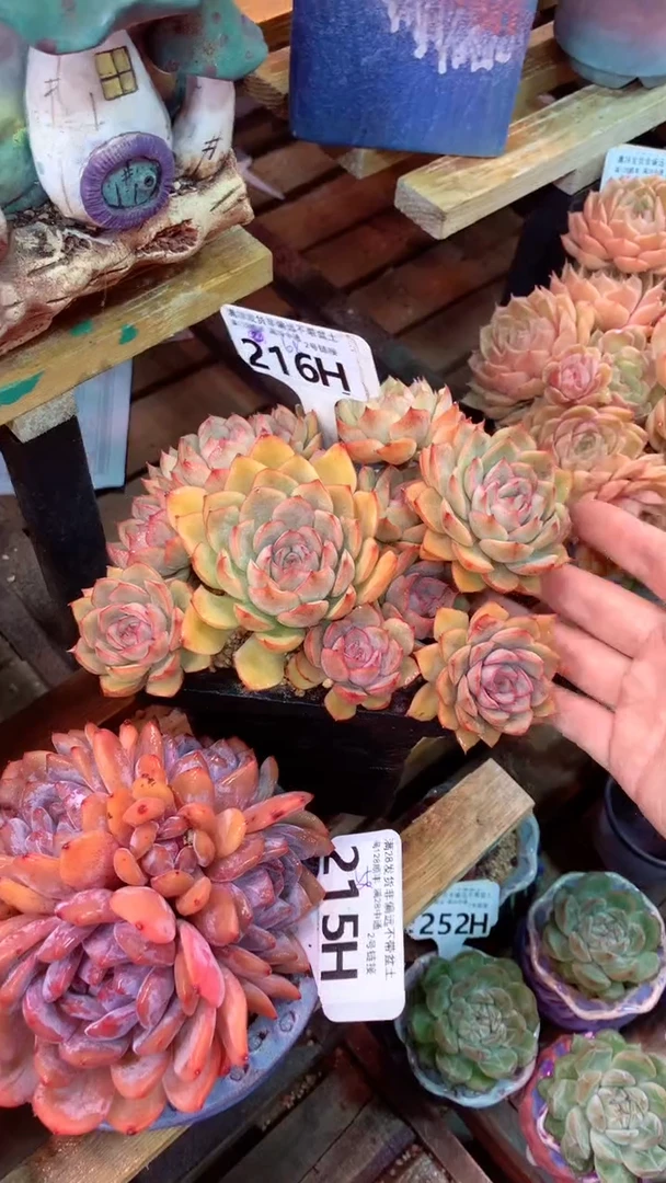 216H（一物一拍实付满28发货，默认不带盆土）