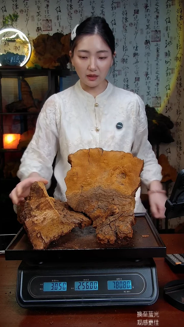 松针层孔菌中国大陆野生【藏区】松树桑黄（6.1斤）100-110年份