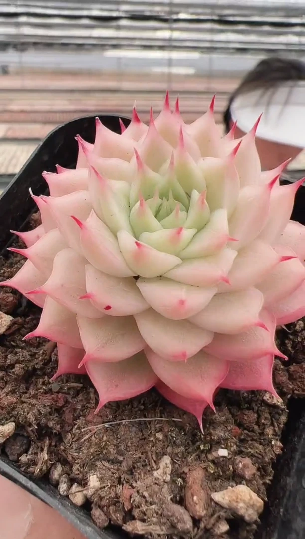 【闪购商品】新款多肉-41