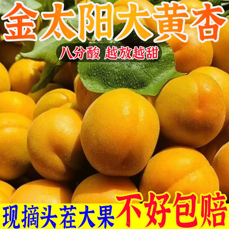 【2025现摘现发】大黄杏金太阳杏子酸甜杏酸水果孕妇水果应季水果