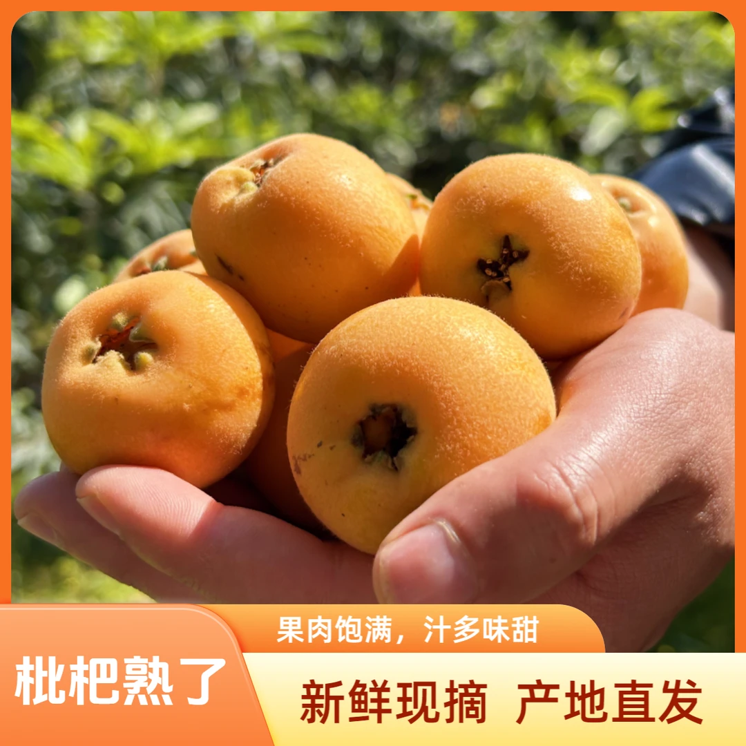 【森捞】精选云南大五星枇杷新鲜当季现摘轻食枇杷果3斤整箱包邮