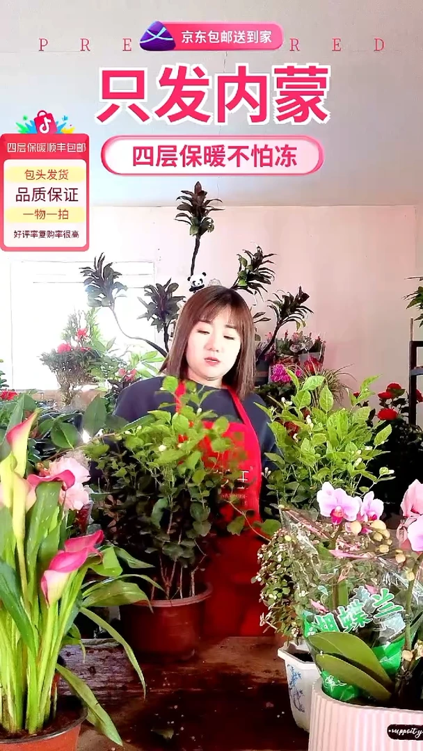 完全开放茉莉大盆
