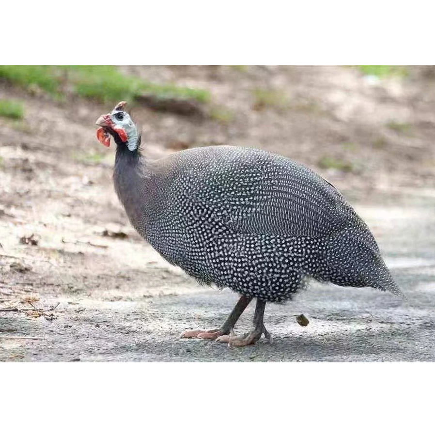 （宏鑫专属3）大珍珠鸡温顺好养爱吃草的宠物珍珠鸡可散养