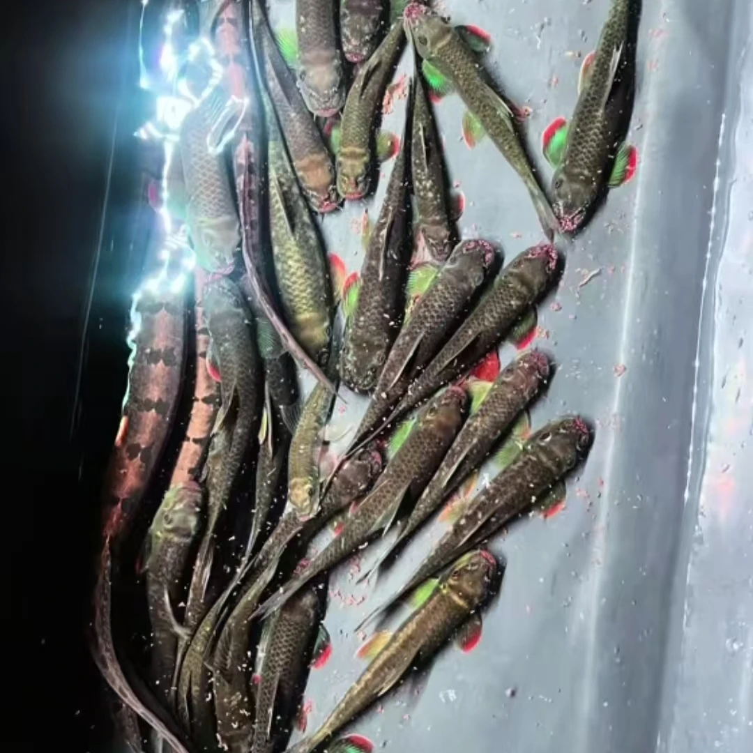 红尾桥街墨头鱼底层鱼淡水鱼鲜活活鱼工具鱼