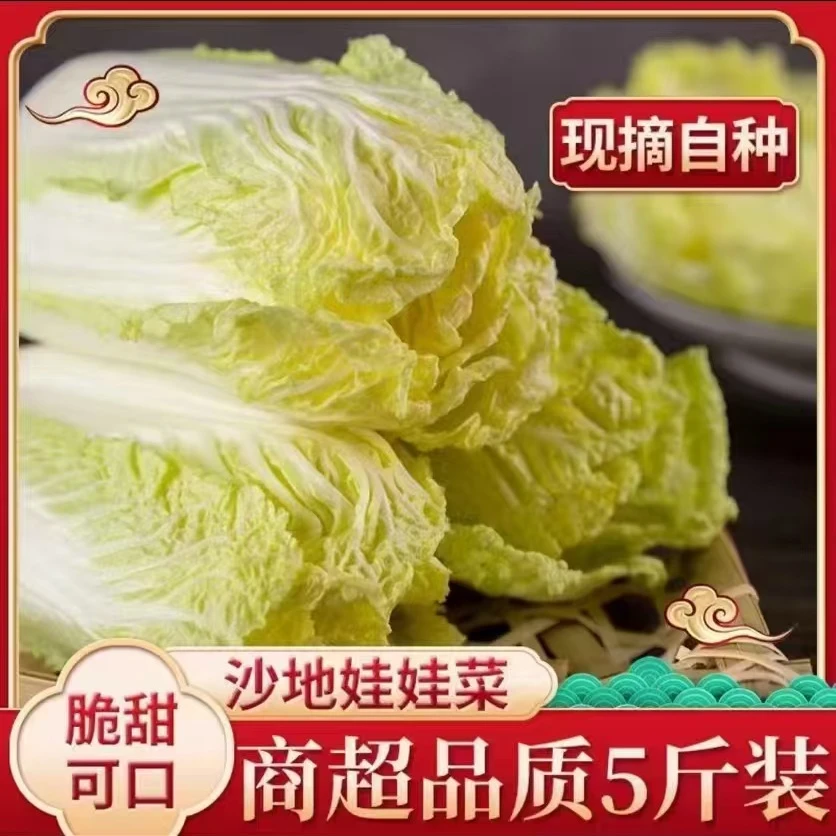 露天霜打时令精品农家自种黄心娃娃菜火锅涮菜必备娃娃菜现砍现发